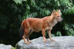 Malayan dhole