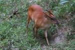 Southern red muntjac