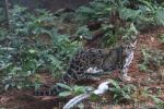 Clouded leopard