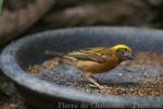 Baya weaver