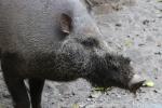 Sumatran bearded pig