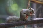 Plantain squirrel