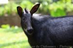 Sumatran serow