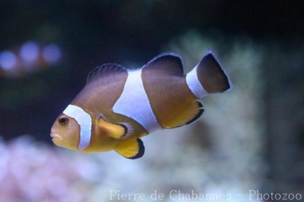 Clown anemonefish