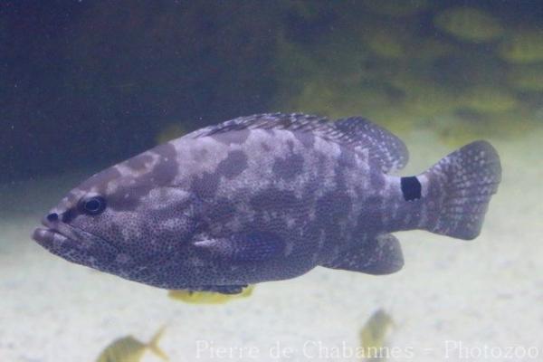 Brown-marbled grouper