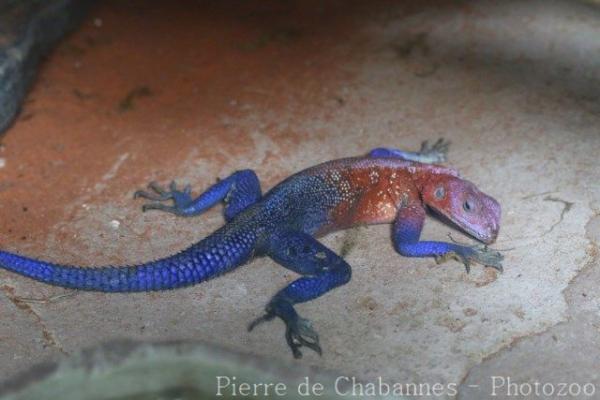 Mwanza flat-headed agama