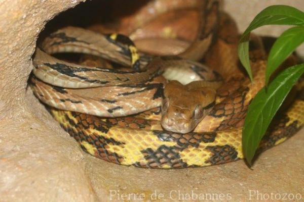 Dog-toothed cat snake
