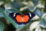 Malay lacewing