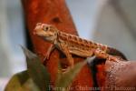 Long-nosed leopard lizard