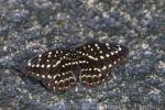 Common archduke
