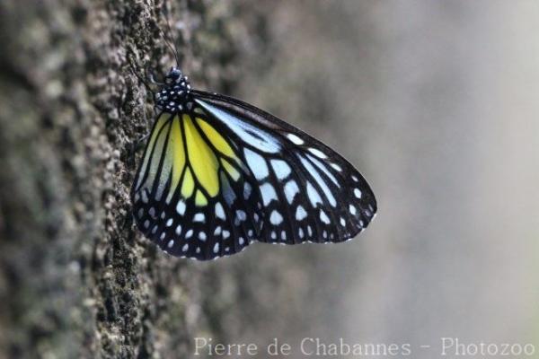 Yellow glassy tiger