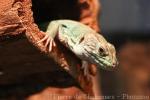 Moroccoan ocellated lizard