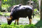 South-East Asian gaur