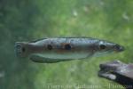 Blackblotch snakehead