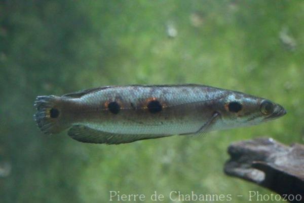 Blackblotch snakehead