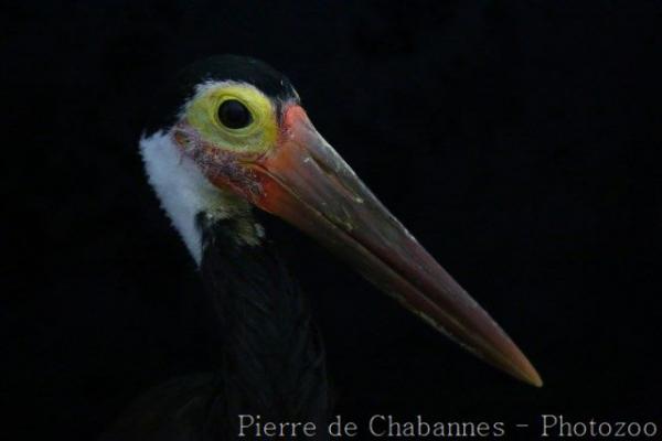 Storm's stork