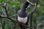 White-bellied go-away-bird