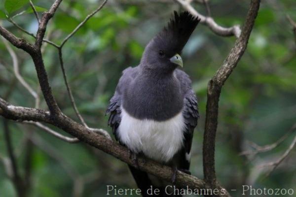 White-bellied go-away-bird