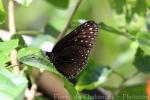Malayan crow