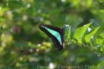 Common bluebottle