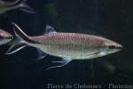 Trinema sharkminnow