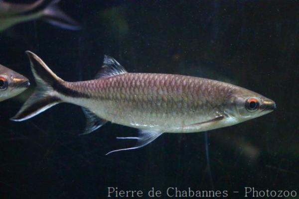 Trinema sharkminnow
