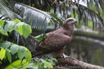 Black kite