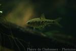 Checkered barb