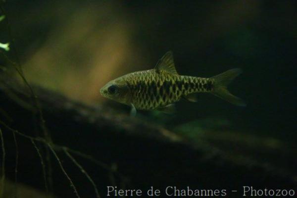 Checkered barb
