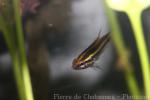 Harvey's dwarf gourami