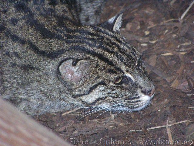 Fishing cat