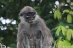 Pale-thighed langur