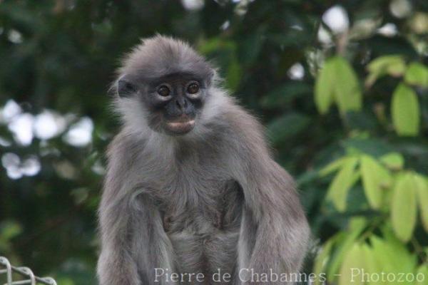 Pale-thighed langur