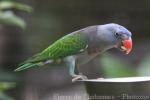 Blue-rumped parrot
