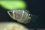 Chocolate gourami