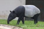 Malayan tapir