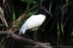 Black-headed ibis