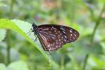 Dark blue tiger