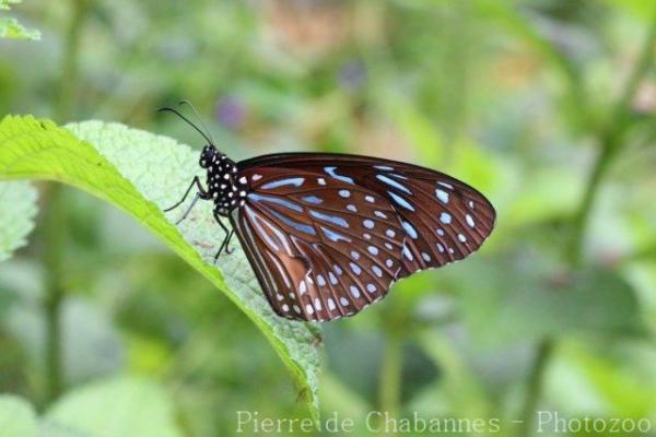 Dark blue tiger
