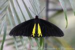 Common birdwing