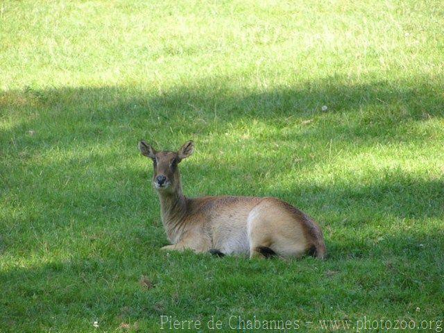 Nile lechwe