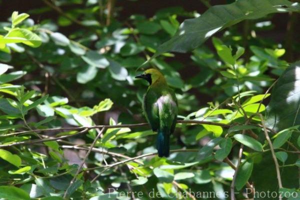 Blue-winged leafbird