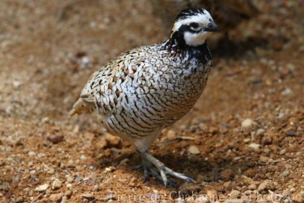 Northern bobwhite