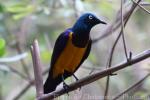 Golden-breasted starling