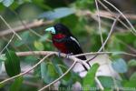 Black-and-red broadbill