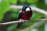 Black-and-red broadbill