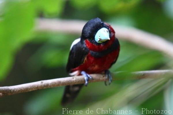 Black-and-red broadbill