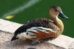 Wandering whistling-duck