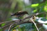 Yellow-vented flowerpecker