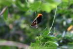 Zanzibar red bishop